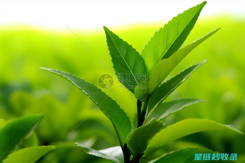 茶叶渣的多功能利用：从农业到环保的创新突破 (茶叶渣可以用来做什么)