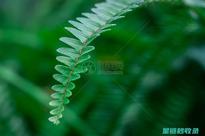 叶片光亮植物的养护指南：打造绿意盎然的家居环境 (叶片光亮植物有哪些)