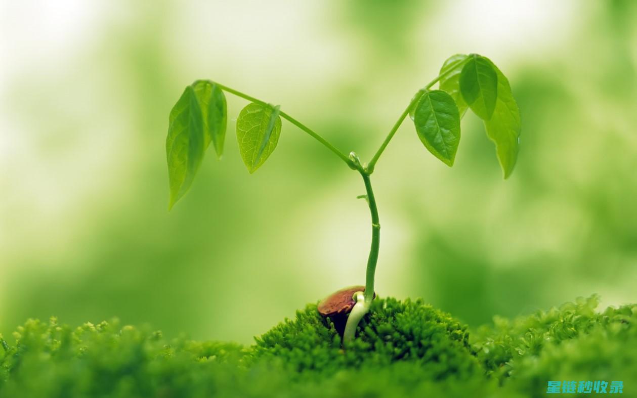 如何为植物叶片提供光亮？专业的养护建议与实用技巧 (如何为植物叶提供营养)